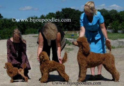 Poodle Full Grown, Standard Poodles For Sale, Chocolate Poodle, Poodle Standard, Miniature Poodle Puppy, Mini Poodle, Poodle Puppy Standard, Poodle Cuts, Red Poodles