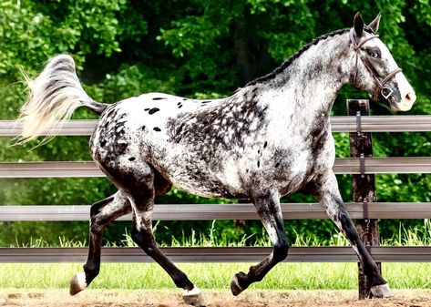 The Dream of a Horse of a Different Color and Breeding…The Story of Irish Sport Horse Brigantine - YourDressage.org Irish Draught Horse, Irish Draft Horse, Irish Horse, Irish Sport Horse, Horse Coats, Appaloosa Horses, Sport Horse, Draft Horses, Animal Photos