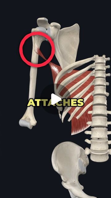 Dr. Adam McCluskey PT, DPT on Instagram: "💥Is Your Lat Muscle Causing Problems with Your Shoulder?💥 (Full Shoulder Mobility + Rehab Program in @theptinitiative Bio link!...)
.
🔑One thing many people don’t know about the Latissimus Dorsi is that it attaches to the front of your upper arm.
—-
➡️This is important because it can create a tendency to internally rotate the arms as you reach overhead and begin stretching the lat. This can lead to anterior shoulder discomfort if not addressed.
——
✅In this video I walk you through a quick lat mobility test and a way to start mobilizing your tight lats!
——
🎉🎯Ready to finally transform how you move and feel? Here’s how I can help you:
✅Start one of my proven, targeted rehab + mobility programs (listed in Bio link)
✅Bulletproof your whole body wi Latissimus Dorsi Stretch, Lattisimus Dorsi Exercise, Mobility Test, Shoulder Mobility, Muscle Testing, Latissimus Dorsi, Whole Body, Strength Training, Stretching