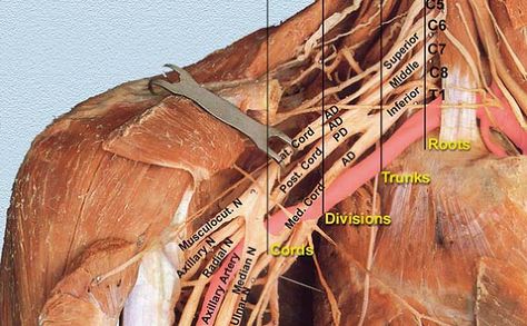 brachial plexus Upper Limb Anatomy, Nerve Anatomy, Brachial Plexus, Physical Therapy Assistant, Gross Anatomy, Medical Student Study, Medical School Essentials, Muscle Anatomy, Human Anatomy And Physiology