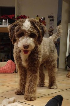 Best Types of Aussiedoodle Haircuts with Pictures! (2021) - We Love Doodles Teddy Bear Haircut, Aussie Doodle Puppy, Dog Tub, Labradoodle Grooming, Aussie Doodle, Puppy Haircut, Puppy Grooming, Puppy Cut, Dog Haircuts