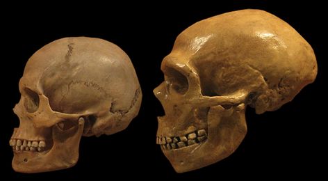 Neanderthal Prehistoric People, Homo Heidelbergensis, Blood Types, Brain Size, Fossil Hunting, Human Dna, Human Genome, Human Evolution, Early Humans