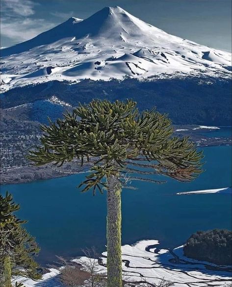 Patagonia Chile, Cool Pictures For Wallpaper, Ancient Tree, Exotic Places, Beautiful Places To Travel, Travel Planner, Mountain Landscape, America Travel, Nature Pictures