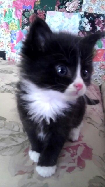 Adorable, absolutely gorgeous Baby Tuxedo, Tuxedo Kitten, Tuxedo Cats, Black Kitty, Cute Little Kittens, Cute Pets, Tuxedo Cat, Cat Aesthetic