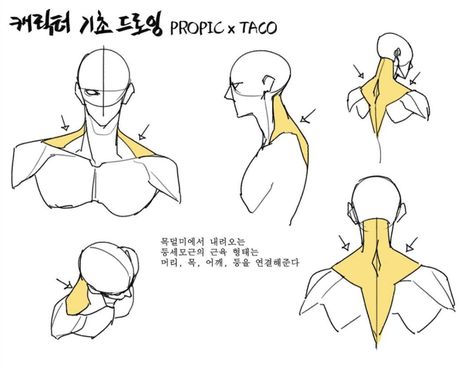 The shape of the muscle from behind the neck, coming down from the nape, connect the head, neck, shoulders, etc. Taco 1704, Anatomy Tutorial, Human Anatomy Drawing, Body Drawing Tutorial, Human Anatomy Art, Anatomy Sketches, Anatomy For Artists, Body Reference Drawing, Body Anatomy