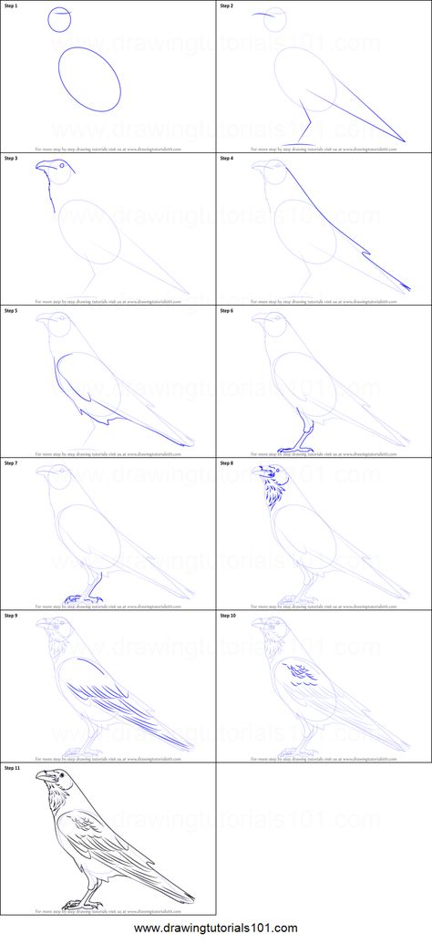 Bird Drawing Tutorial Step By Step, How To Draw Raven Birds, Draw A Raven Step By Step, Crow Drawing Tutorial, Raven Pictures Art, Raven Drawing Tutorial, How To Draw Raven, Drawing Ravens Sketch, Bird Tutorial Drawing