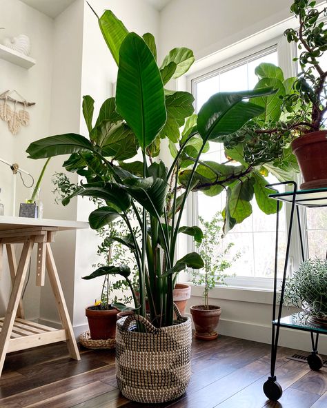 This beautiful and lush tall plant brings so much flare and tropical feel into one's home! #tallindoorplants #indoortrees #largehouseplants #indoorplants #bestindoorplants #easyindoorplants  #homedecor Big House Plants, Tall House Plants, Birds Of Paradise Plant, Common House Plants, Plants In Baskets, Indoor Gardening Ideas, Tall Indoor Plants, Large Indoor Plants, Live Indoor Plants