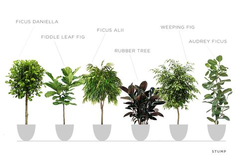 Intro to Ficus Trees — STUMP Fig Tree Types, Indoor Fig Trees, Ficus Tree Indoor, Weeping Fig Tree, Indoor Tree Plants, Weeping Fig, Ficus Benjamina, Indoor Tree, Ficus Lyrata