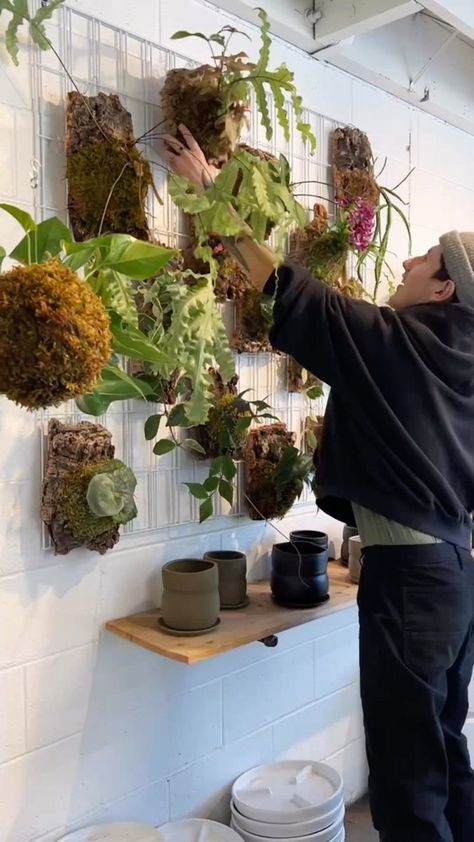 Our mount wall awaits you! Come shop our wall of mounted epiphytes. From curious jungle cacti, to climbing ferns and vibrant bromeliads, we’ve got something for everyone. Despite the snow outside, we’re a tropical garden inside the shop. We’ll be here all weekend 11-6🌿 #plants #houseplants #epiphyte #orchid #ferns #weirdplants #hangingplants #urbanjungle #plantsplantsplants #plantshop #portland | Arium Botanicals | Dig Infinity · Jungle Lullaby Egg Bbq, Fern Wall, Snow Outside, Orchid Cactus, Weird Plants, Diy House Projects, Tropical Garden, Hanging Plants, Green Thumb