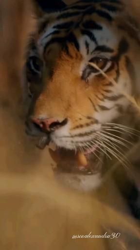 Tiger 🐅 [Video] | Pet tiger, Tiger video, Cute wild animals Tiger Aesthetics, Tiger Spirit Animal, Tiger Video, Animals Tiger, Tiger Spirit, Angry Tiger, Tiger Artwork, Tiger Pictures, Wild Animals Pictures