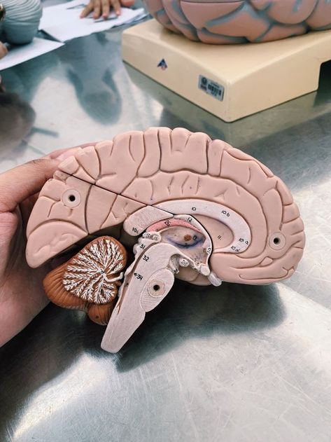 Neuropsychology Aesthetic, Neurologist Aesthetic, Neuro Aesthetic, Neurosurgeon Aesthetic, Neuroscience Aesthetic, Psychology Notes, Anatomy Lessons, Medical School Life, Medical Pictures