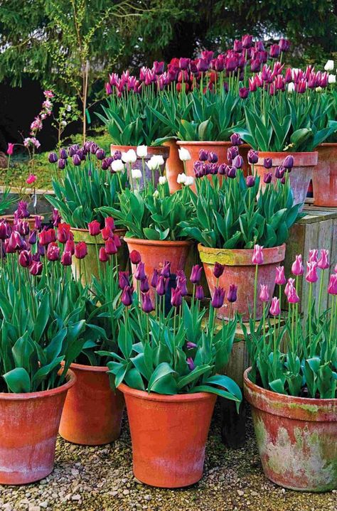 Tulips Garden Design, Pink And White Tulips, Planting Tulips, Dream Farmhouse, Green Houses, Cottage Garden Plants, Tulips Garden, Garden Bulbs, Garden Containers