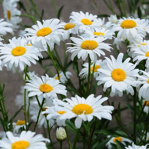 PRICES MAY VARY. Chrysanthemum MaximumShasta Daisy is a perennial planting growing in USDA zones 3 - 9 and reaches a height of 32 inches. Grows slow the first year and then prolific the second and successive years. The flowers form individually on erect stems with white rays and yellow centers.(AKA Shasta daisy) is a very popular wild flower that will grow in all regions of North America. Very easy to grow planted in spring or fall in almost any soil. Shasta Daisy is a perennial planting growing Types Of Daisies, High Country Gardens, Shasta Daisy, Shasta Daisies, Grow Gorgeous, Easy Plants To Grow, Zone 9, Home Garden Plants, Easy Plants