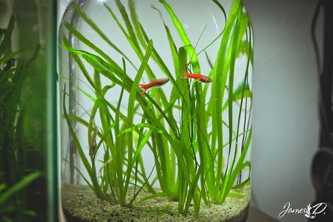 Preschooler Crafts, Ecosystem In A Bottle, Jar Aquarium, Aquascaping Ideas, Schooling Fish, Water Terrarium, Root Plants, Aqua Design, Mini Aquarium