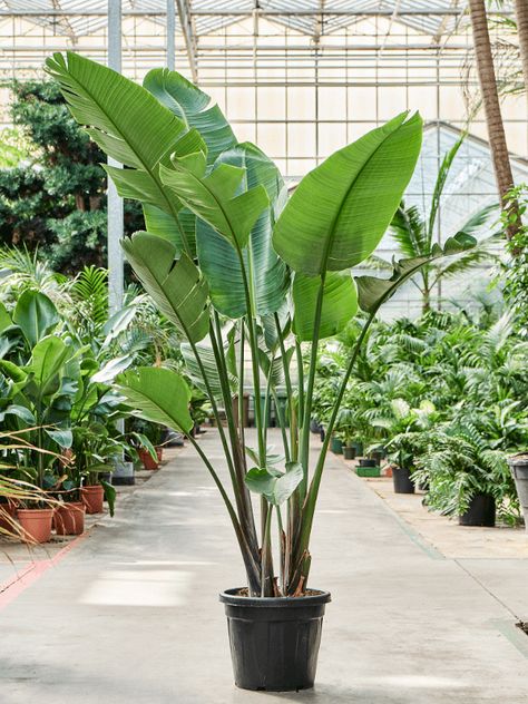 Strelitzia Reginae, Plants For Garden, Leafy Plants, Perennial Shrubs, Fast Growing Plants, Evergreen Plants, Bird Of Paradise, Planting Vegetables, Plant Growth