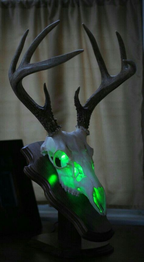 European Mount Ideas, Hunting Mounts, European Skull Mount, Deer Mount Ideas, Deer Hunting Decor, Deer Skull Mount, Skull Taxidermy, Deer Skull Art, Antler Ideas