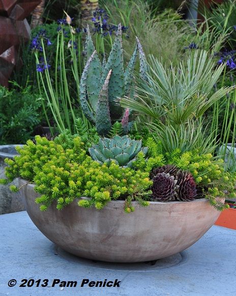 Cactus Arrangements, Succulent Garden Outdoor, Tall Succulents, Succulent Containers, Plants Hanging, Flora Grubb, Rogers Gardens, Window Garden, Dig Gardens