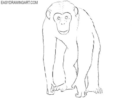 chimpanzee drawing step by step Chimpanzee Drawing, Drawing Step By Step, Draw Two, Drawing Step, Strong Family, Drawing Process, Learn How To Draw, Step By Step Drawing, Learn To Draw