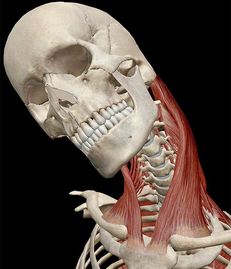 Learn Muscle Anatomy: Sternocleidomastoid Sternocleidomastoid Muscle, Human Muscle Anatomy, Hand Anatomy, Skeleton Anatomy, Muscle Stretches, Dental Anatomy, Human Body Anatomy, Muscle Anatomy, Hand Drawing Reference