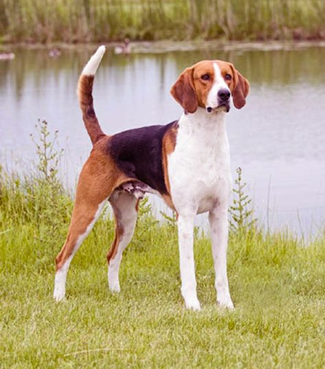 Foxhound Puppy, Foxhound Dog, Fox Hound, English Foxhound, English Coonhound, Best Guard Dogs, American Foxhound, Every Dog Breed, Unique Dog Breeds