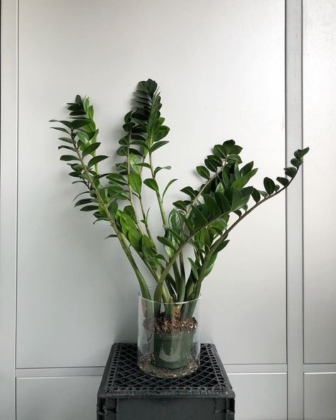 Zz Plant Aesthetic, Large Zz Plant, Zz Plants, Danish Image, Zamioculcas Zamiifolia, Living Fossil, Cool Facts, Plant Goals, Zz Plant