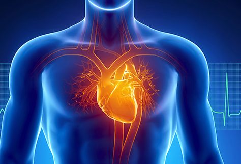 Pictures: How Heart Disease Affects Your Body Penyakit Jantung, Angina Pectoris, Clogged Arteries, Coronary Arteries, Autonomic Nervous System, Heart Conditions, Heart Problems, Odaiba, Human Heart