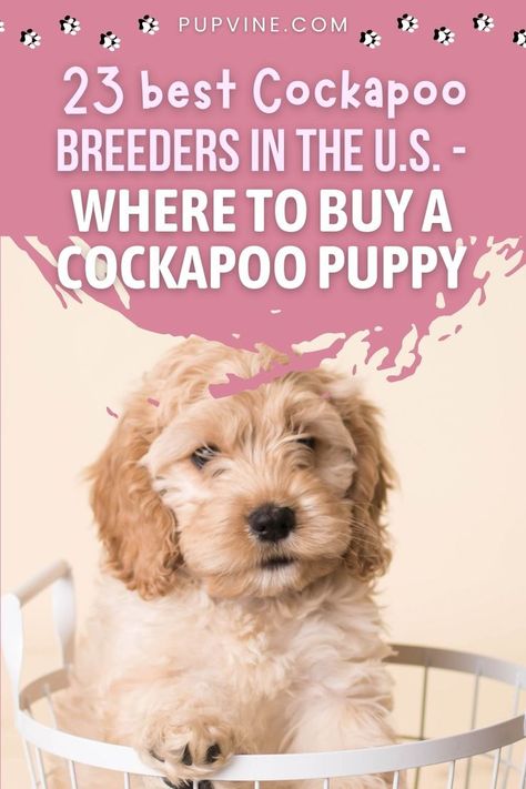 Cockapoo Breeders, Cockapoo Puppies For Sale, Cockapoo Puppy, Cockapoo Dog, Cockapoo Puppies, Dog Breeder, Dog Gifs, Cute Shorts, Goldendoodle