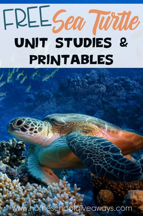 Facebook Twitter Pinterest If you are lucky enough to live near an ocean you may have seen a sea turtle or more importantly, sea turtle nests that are protected on the beach. Sea Turtles are so fascinating and a lot of fun to learn about.Are you planning a beach getaway or vacation this summer? IfRead More Sea Turtle Craft, Turtle Activities, Franklin The Turtle, Sea Turtle Nest, Ocean Projects, Animal Lessons, Ocean Unit, Dream Pet, Ocean Turtle