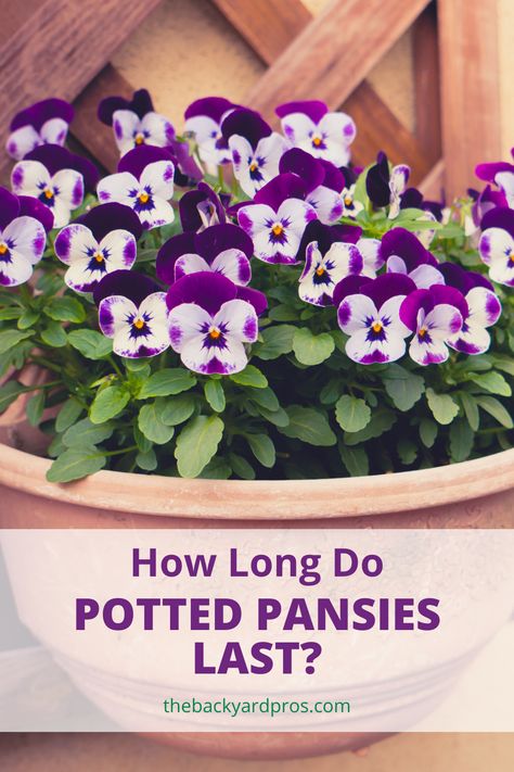 Pansies And Violas In Containers, Growing Pansies In Containers, Potted Pansy Ideas, Indoor Pansies, Pansies On Front Porch, Pansies Flowers Pots Front Doors, Pansys In Pots, Pansy Pots Planters, Panseys In Pots