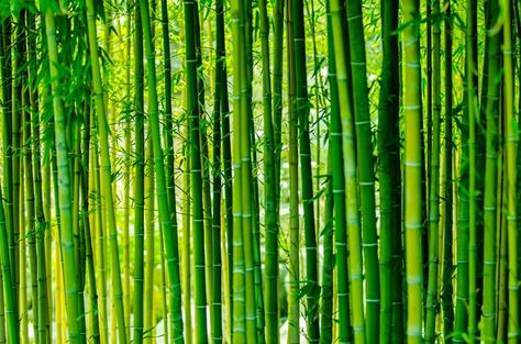 Bamboo Species, Bamboo Tree, Background Ideas, Bamboo Forest, Forest Wallpaper, Wallpaper Decor, Mural Painting, Free Wallpaper, Bright Green