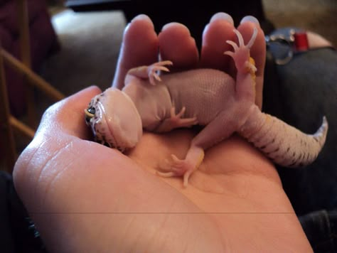 Look how cute leopard geckos are ! Leopard Gecko Cute, Cute Lizards, Leopard Gecko Habitat, Gecko Habitat, Cute Gecko, Pet Lizards, Cute Lizard, Leopard Geckos, Cute Reptiles