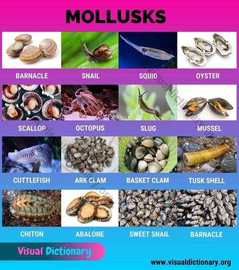 Mollusks: Interesting List of 16 Commonly Found Marine Mollusca Animals Animals Classification, Classification Of Animals, Mammals Animals, Animals Name In English, Animal Classification, Animal Names, Visual Dictionary, All Animals, Animal Groups