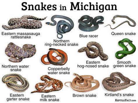 Types Of Snakes, Snake Species, Kinds Of Snakes, Snake Facts, Milk Snake, Hognose Snake, Black Rat, Poisonous Snakes, Garter Snake