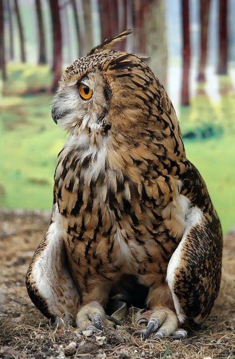 Owl Awesome Owls, Owl Photography, Owl Photos, Hoot Owl, Owl Pictures, Beautiful Owl, Great Horned Owl, Owl Bird, Owl Art