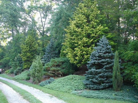 7 Great Evergreens for Winter Interest Landscape Berm, Evergreen Landscape Front Yard, Evergreen Landscape, Conifers Garden, Privacy Trees, Evergreen Garden, Privacy Landscaping, Pergola Design, Garden Shrubs