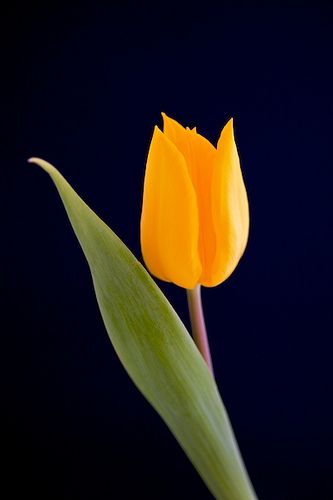 https://flic.kr/p/7SxGvg | Yellow tulip | Single flower for spring Yellow Tulips, Beautiful Flowers Wallpapers, Single Flower, Tulips Flowers, Exotic Plants, Mellow Yellow, Flower Beauty, Flowers Nature, Flower Photos