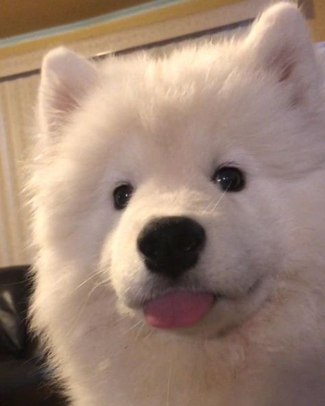 Samoyed Puppy, Very Cute Puppies, Samoyed Dogs, Cute Animals Puppies, Very Cute Dogs, Really Cute Dogs, Super Cute Animals, Pretty Animals, Fluffy Dogs