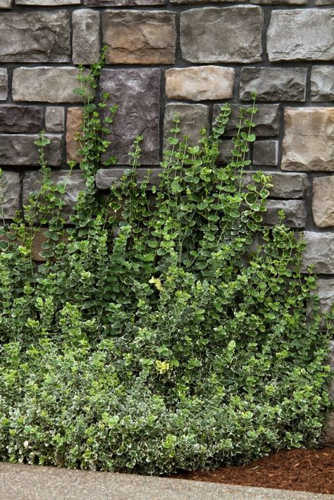 HOW TO GROW WINTERCREEPER EUONYMUS - Watters Garden Center Euonymus Fortunei, Deep Emerald Green, Perennial Flowers, Plant Catalogs, Foundation Planting, Evergreen Shrubs, Flowering Vines, Flowers Perennials, Ground Cover