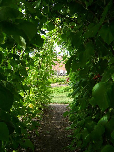 more bean tunnel Plant Tunnel, Teepee Garden, Bean Tunnel, Bean Teepee, Pole Beans, 3 Picture, Outside Garden, Moon Garden, House And Garden