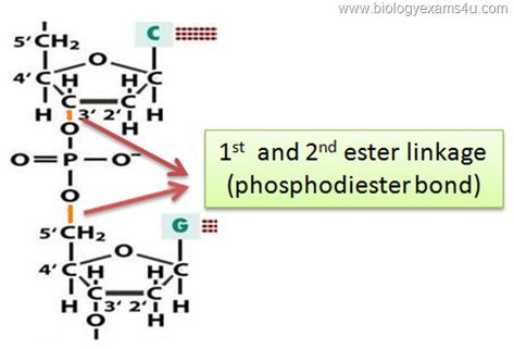 phosphodiester bond Keystone Species, Funny Test, Structure And Function, 3d Printer Diy, Cell Biology, 3dprinting Design, Dna Test, Biochemistry, Kids Design