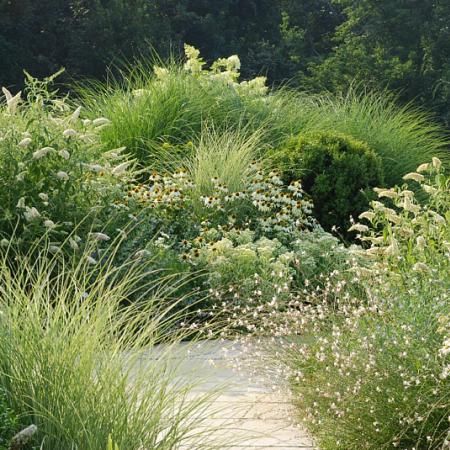 meadow terrace - Google Search Echinacea White, White Echinacea, Pee Gee Hydrangea, Blue Flowering Plants, White Veronica, Hydrangea White, Russian Sage, Prairie Garden, Fountain Grass