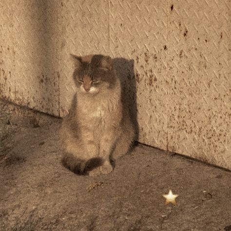 Brown Aesthetic, A Cat, Wall