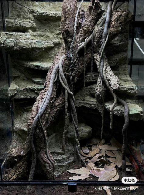 Arboreal Snake Enclosure, Bioactive Chameleon Enclosure, Bioactive Reptile Enclosure, Vertical Vivarium, Shingleback Lizard, Snake Vivarium, Dart Frog Tank, Dart Frog Terrarium, Dart Frog Vivarium