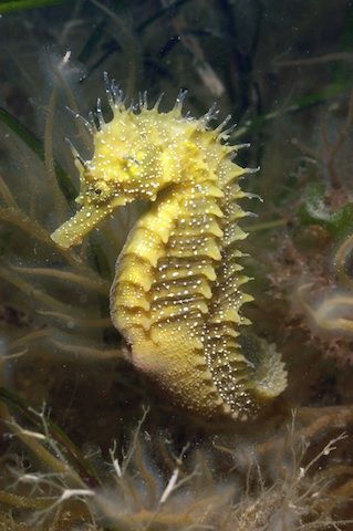 spiny seahorse Male Seahorse, Sea Dragons, Fauna Marina, Sea Horses, Water Creatures, Beautiful Sea Creatures, Water Animals, Sea Dragon, Underwater Creatures