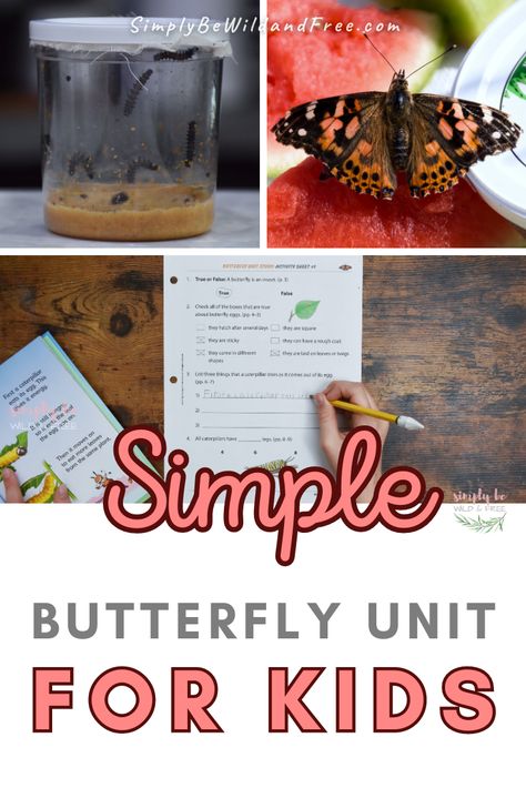 Sonlight butterfly unit for homeschoolers! This nautre unit study was so much fun!! From learning how to raise your own butterflies to simple butterfly crafts for kids & simple activity worksheets! Butterfly Projects For Kids, Classroom Crafts For Kids, Kindergarten Storage, Butterfly Unit Study, Butterfly Crafts For Kids, Homeschooling Elementary, Life Cycle Of A Butterfly, Cycle Of A Butterfly, Easter Kindergarten