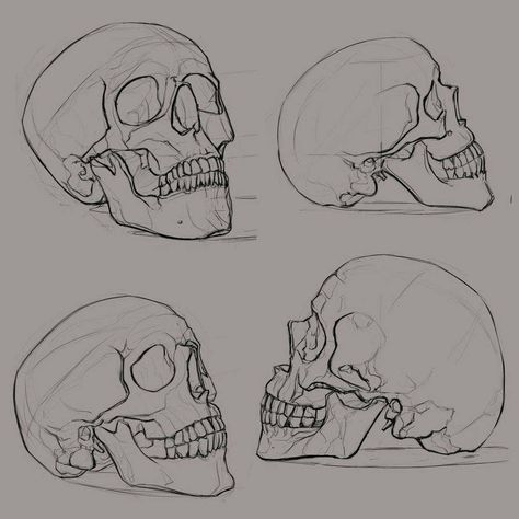 Skull Reference, Skull Sketch, Skeleton Drawings, Skulls Drawing, Skeleton Art, 인물 드로잉, Skull Drawing, Human Skull, Arte Sketchbook