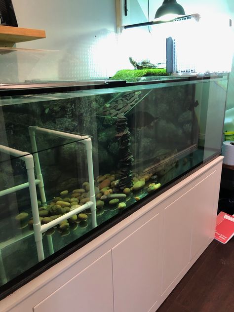 Turtle Tank, Turtles, I Hope, Canning, Animals