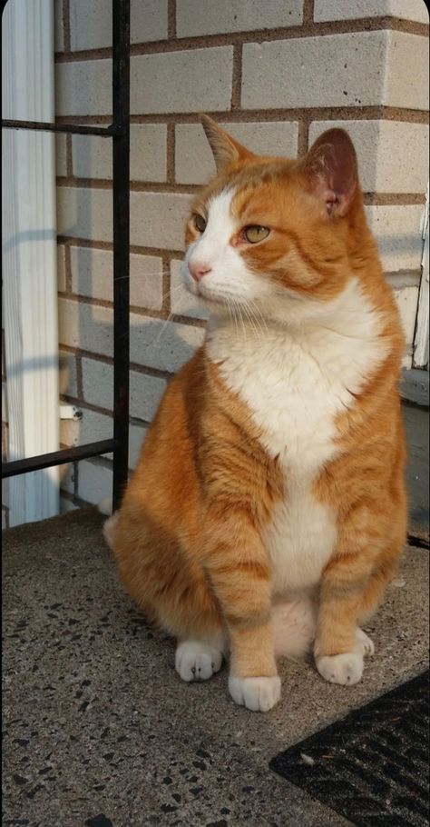 Orange And White Tabby, White Tabby Cat, Fat Orange Cat, Orange And White Cat, Dream's Cat, Orange Tabby Cats, Miss Him, Lost Cat, Orange Cats