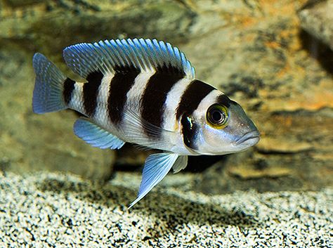 Cichlid Cold Water Fish, Coldwater Fish, African Cichlid Aquarium, Lake Malawi Cichlids, Cichlid Aquarium, Malawi Cichlids, Cichlid Fish, Ikan Air Tawar, Tropical Aquarium