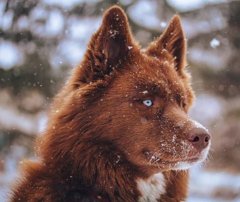 Orange Husky, Dog Doctor, Timber Wolf, Dream Dog, Wolf Dog, Equine Photography, Orange Blossom, Beautiful Dogs, Brown Bear